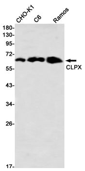 CLPX Rabbit mAb Antibody