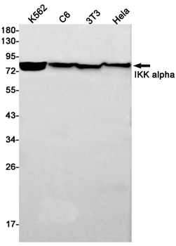 IKK alpha Rabbit mAb Antibody