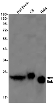 Bok Rabbit mAb Antibody
