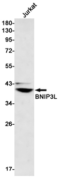BNIP3L Rabbit mAb Antibody