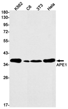 APE1 Rabbit mAb Antibody