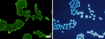 Annexin V Rabbit mAb Antibody