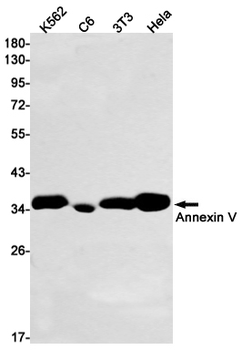 Annexin V Rabbit mAb Antibody