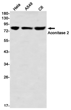 Aconitase 2 Rabbit mAb