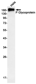 P Glycoprotein Rabbit mAb Antibody