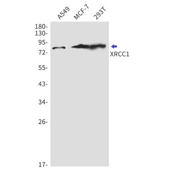 XRCC1 Rabbit mAb Antibody