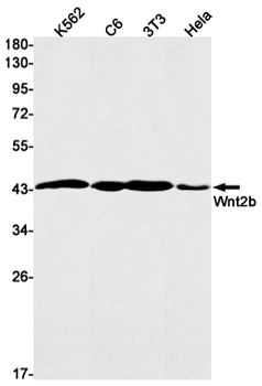 Wnt2b Rabbit mAb Antibody