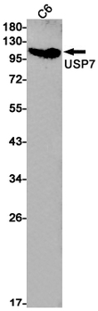 USP7 Rabbit Monoclonal Antibody