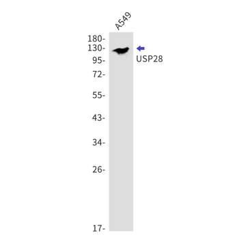 USP28 Rabbit Monoclonal Antibody