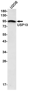 USP13 Rabbit mAb Antibody