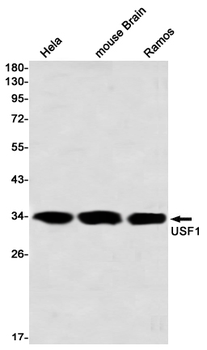 USF1 Rabbit mAb Antibody