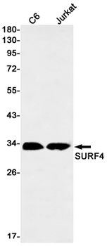 Surfeit Locus Protein 4 Rabbit mAb Antibody
