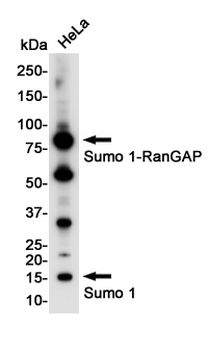 SUMO1 Rabbit Monoclonal Antibody