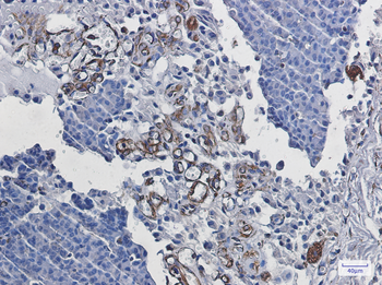 Staufen Rabbit Monoclonal Antibody