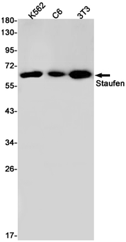 Staufen Rabbit Monoclonal Antibody