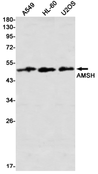 AMSH Rabbit mAb Antibody