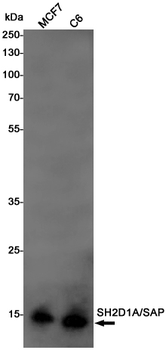 SH2D1A Rabbit Monoclonal Antibody