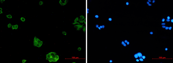 NgR3 Rabbit mAb Antibody