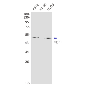 NgR3 Rabbit mAb Antibody