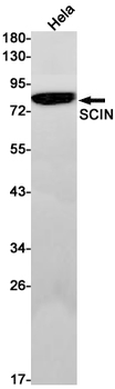 RRAS Rabbit mAb Antibody