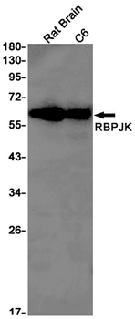 RBPJK Rabbit Monoclonal Antibody