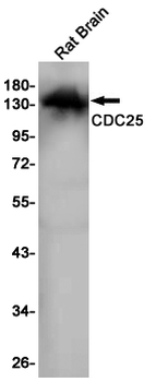 CDC25 Rabbit mAb Antibody