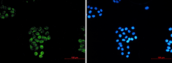 Rab45 Rabbit mAb Antibody