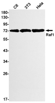 Raf1 Rabbit mAb Antibody