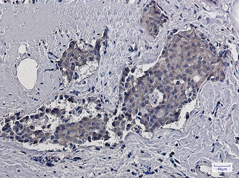 RACK1 Rabbit mAb Antibody
