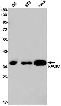 RACK1 Rabbit mAb Antibody