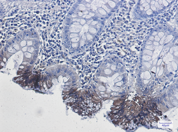 Rab9 Rabbit mAb Antibody