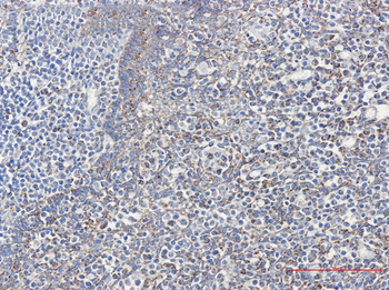 Cyclophilin F Rabbit Monoclonal Antibody