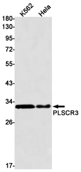 PLSCR3 Rabbit Monoclonal Antibody