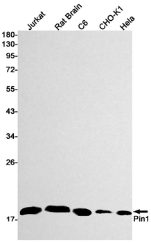 PIN1 Rabbit mAb