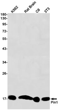 PIN1 Rabbit mAb Antibody