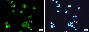 PGD Rabbit mAb Antibody
