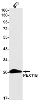 PEX11B Rabbit mAb Antibody