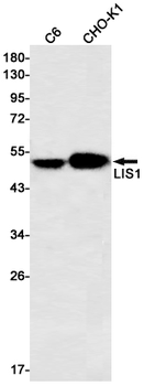 LIS1 Rabbit mAb Antibody