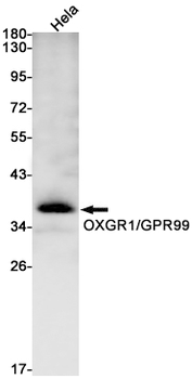 OXGR1 Rabbit mAb Antibody