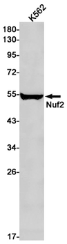 Nuf2 Rabbit mAb Antibody