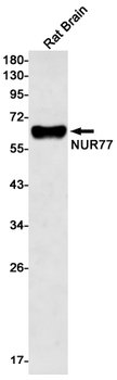 NUR77 Rabbit mAb Antibody