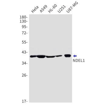 NDEL1 Rabbit mAb Antibody