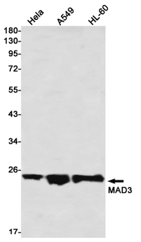 Max Dimerization Protein 3 Rabbit mAb Antibody