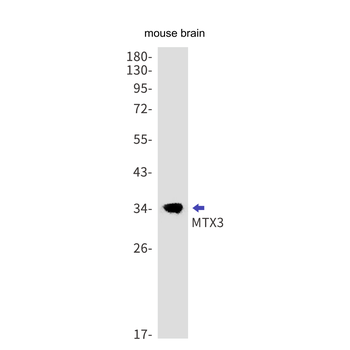 MTX3 Rabbit mAb Antibody
