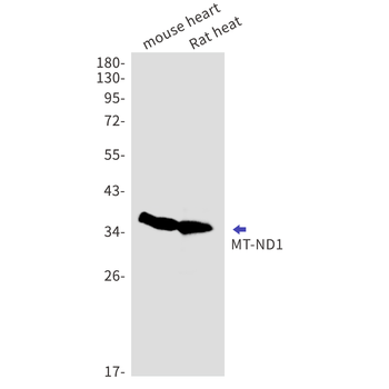 MT ND1 Rabbit mAb Antibody