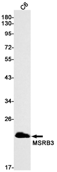 MSRB3 Rabbit mAb Antibody