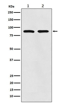 Thrombopoietin Receptor Rabbit mAb
