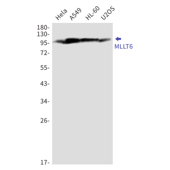 MLLT6 Rabbit mAb Antibody