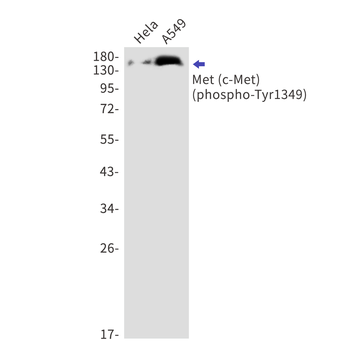 c Met (Phospho-Tyr1349) Rabbit mAb Antibody