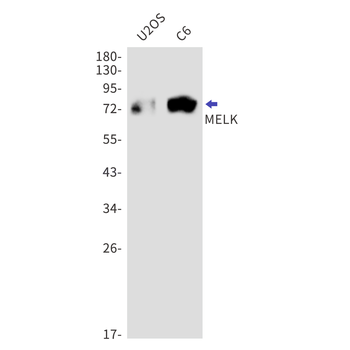 MELK Rabbit mAb Antibody
